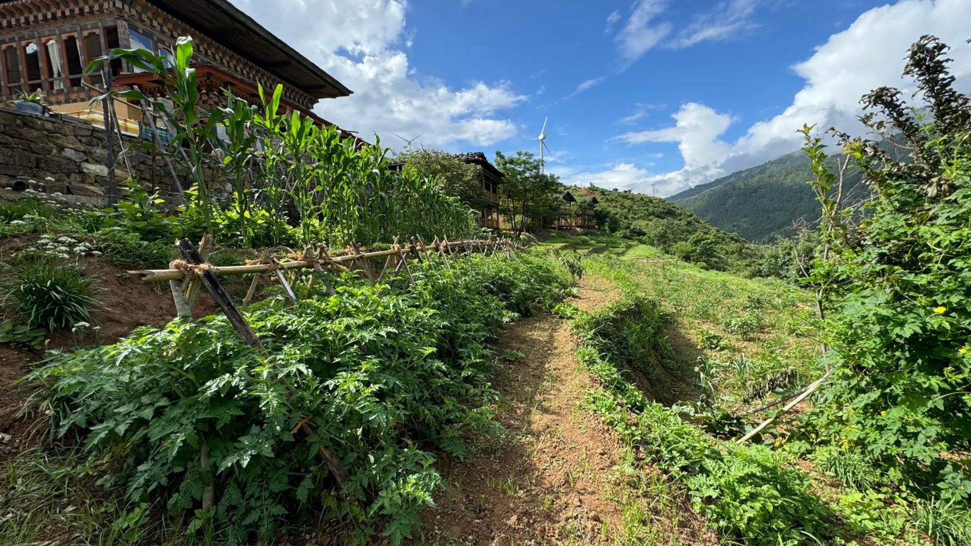 Wangdue Ecolodge Wangdue Phodrang Exteriör bild